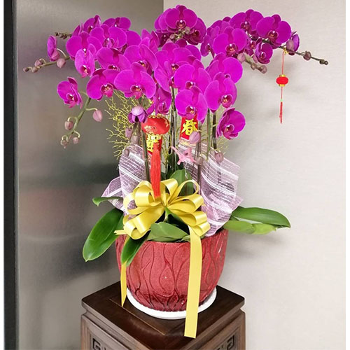 春節蘭花 大辣椒 桌上型 8株-年節蘭花禮特區|10號台中花店